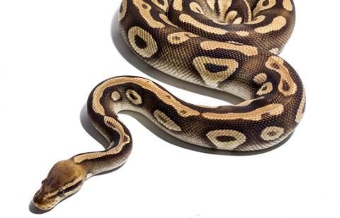 Go to article Python: The Best Free Way to Learn Other Programming Languages